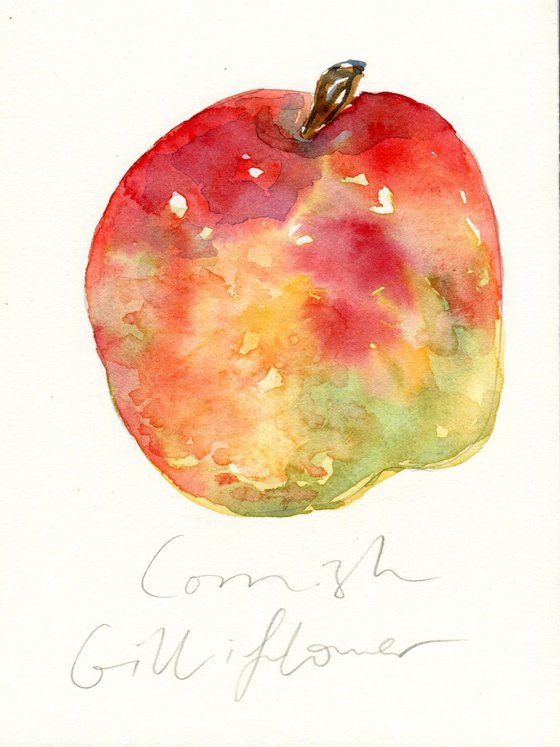Cornish Gilliflower Apple Watercolour