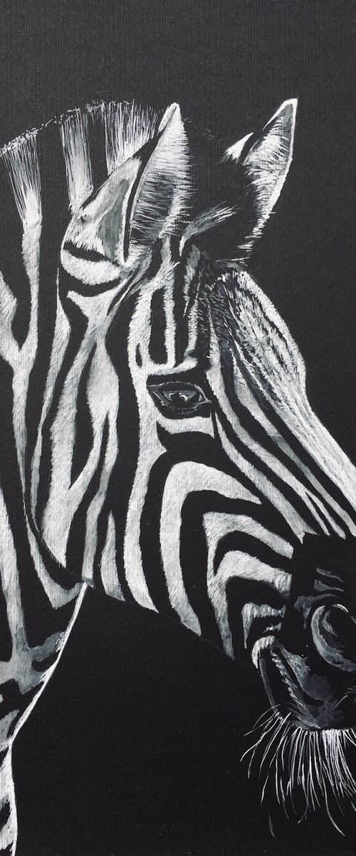 Zebra by Abigail Long