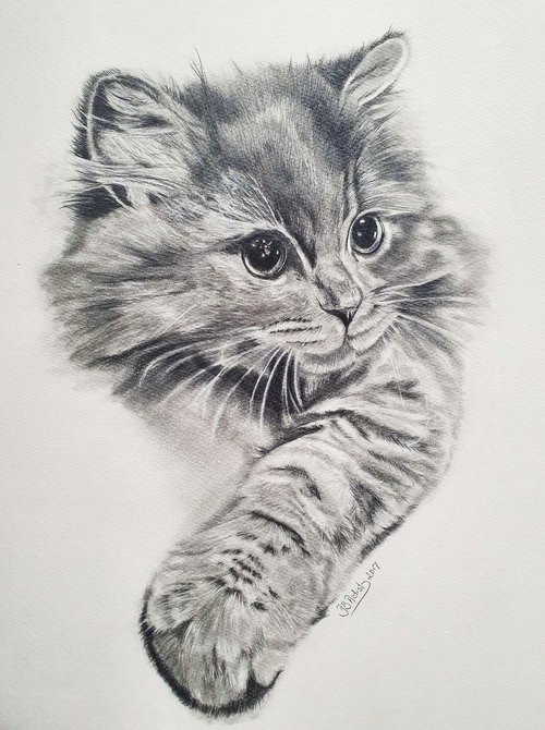 Graphite pencil ,, Cute Kitten,, by Deimante Bruzguliene