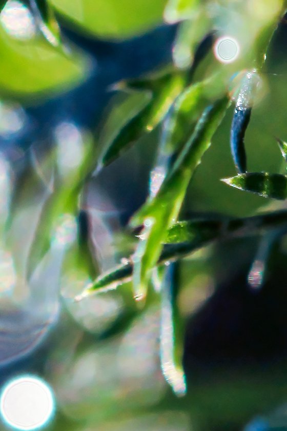 Blue Dew - matted