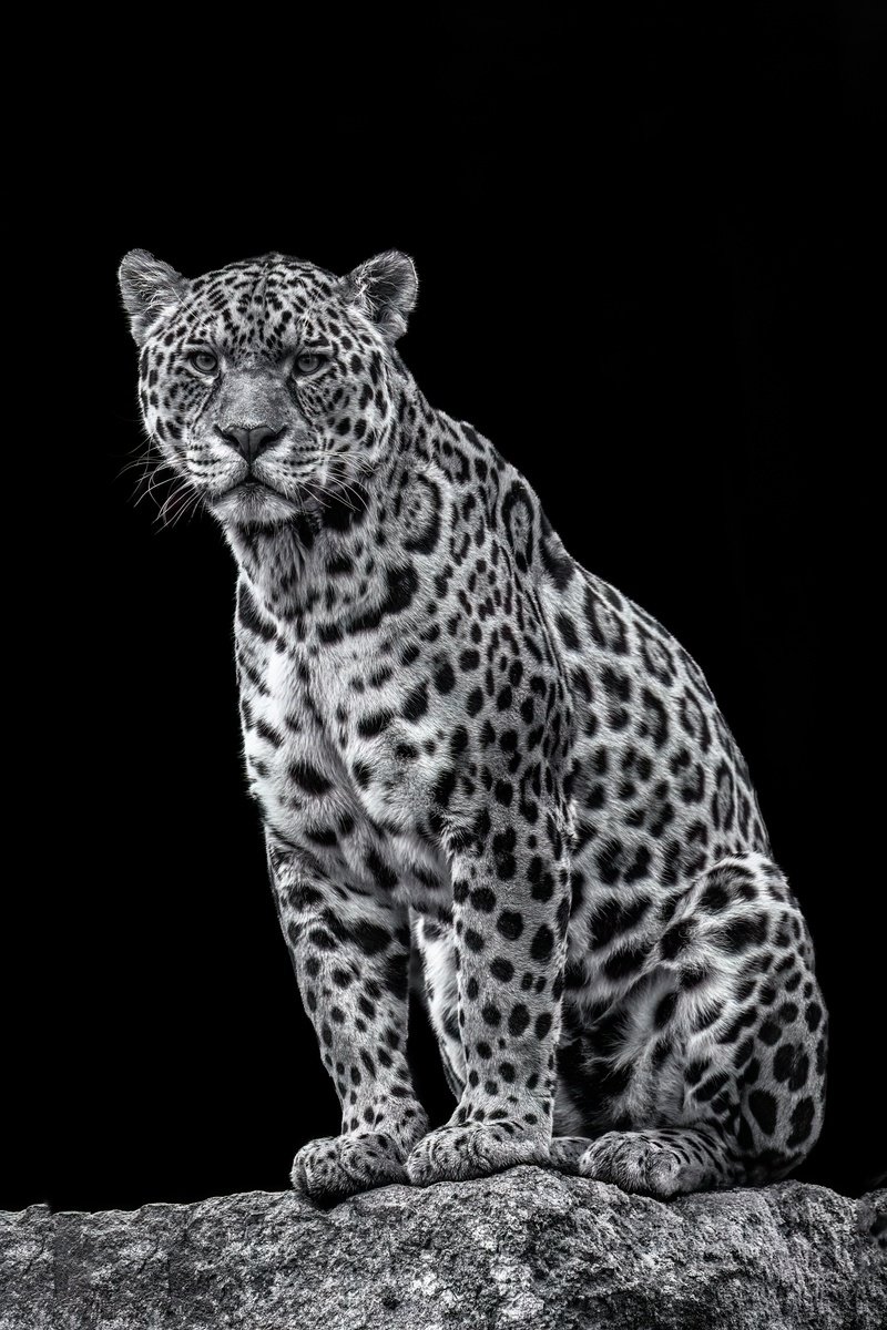 Animal Photograph By Paul Nash, 16 X 24", Jaguar On A Rock, Original Artwork