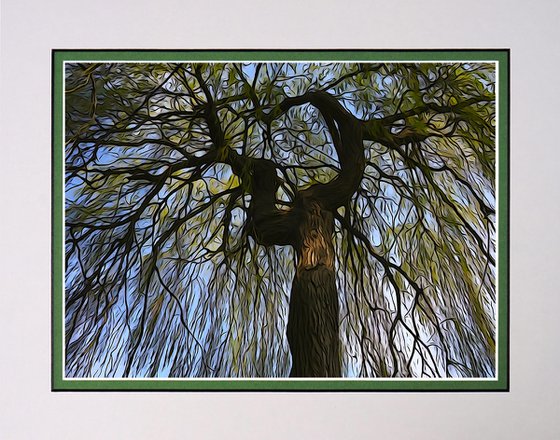 Weeping Willow Photo Illustration