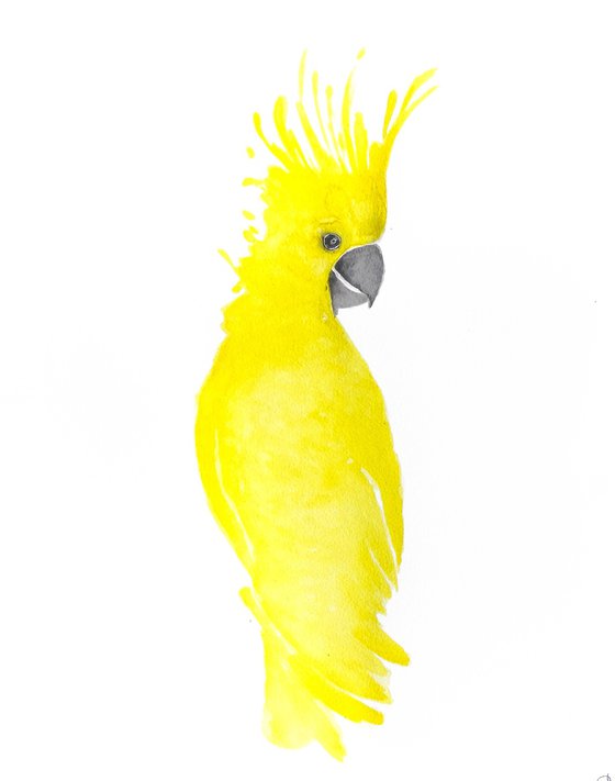 Parrot