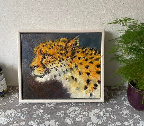 Cheetah Portrait_Zeva