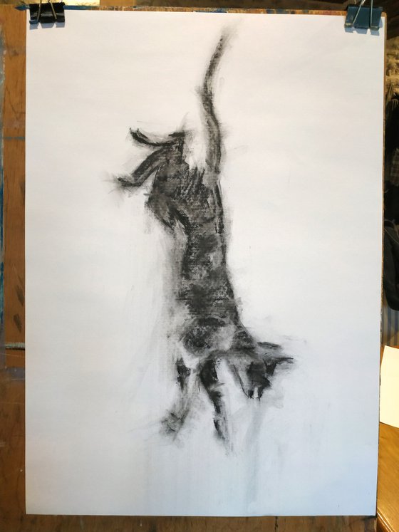 Leaping Cat