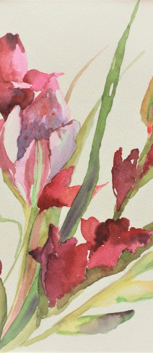 gladiola flowers by Barbara Mazur