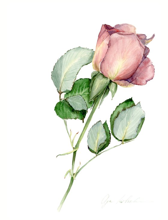 9+ Pink Rose Drawing