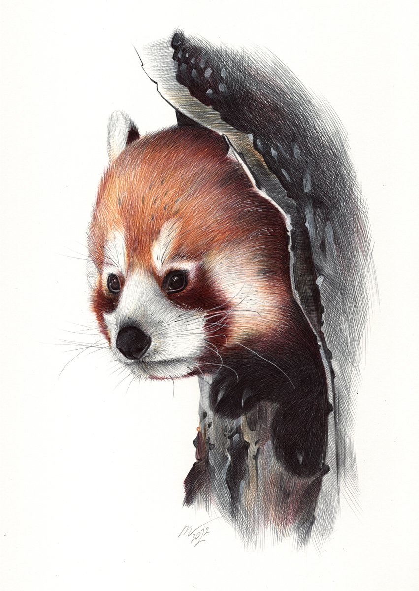 Photorealistic Animal Drawing By Daria Maier, 8 X 12, Red Panda Portrait, Original Artwork