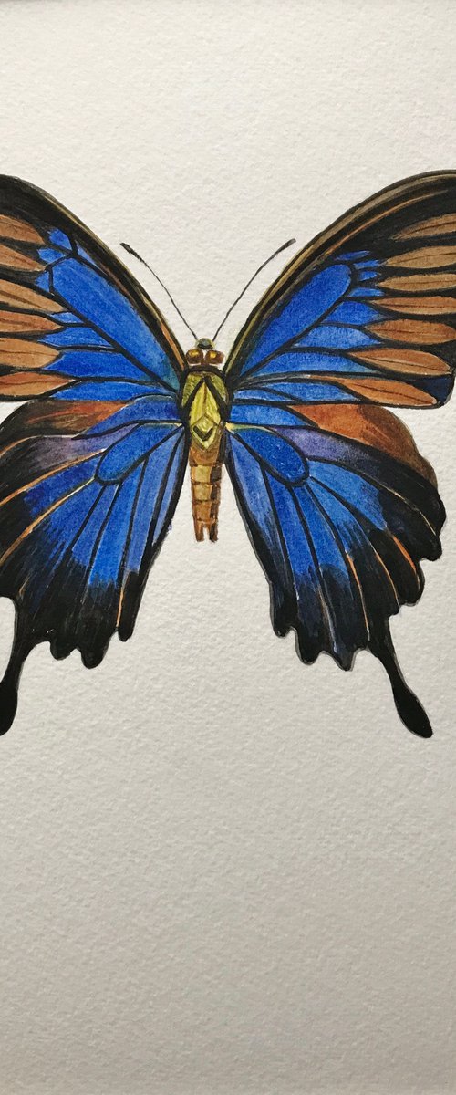 Blue mountain butterfly by Christine Callum  McInally