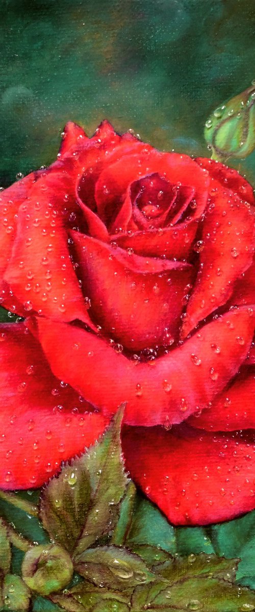 Rose. Red rose in dew. by Anastasia Woron