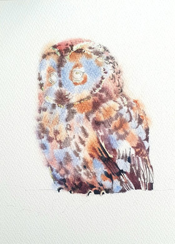 Owl