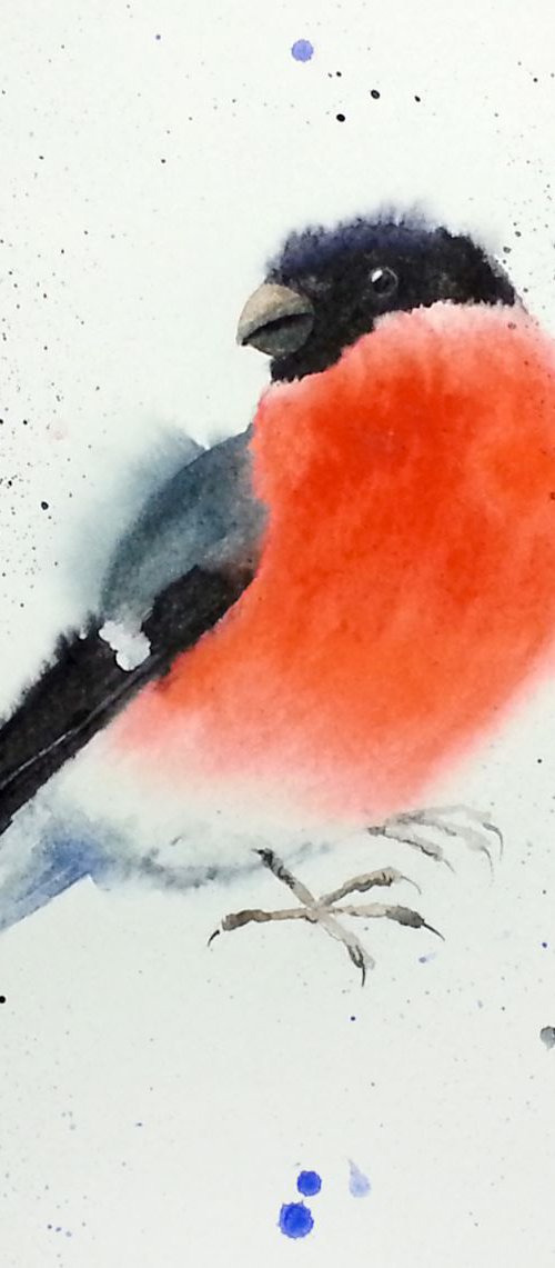 Bullfinch #2- watercolour - wi by Olga Beliaeva Watercolour
