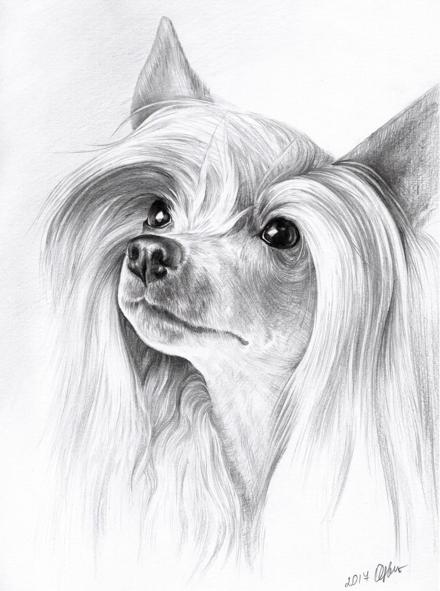 Chinese crested dog. Pensil portrait. 21cm x 30cm by Olga Tsvetkova