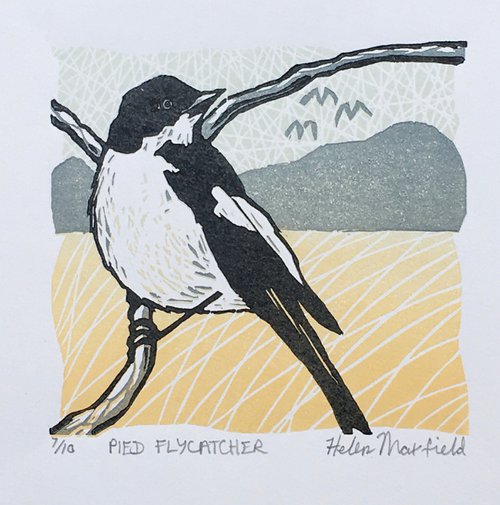 Pied Flycatcher by Helen Maxfield