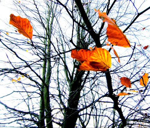 Windy leaves  by Christopher West