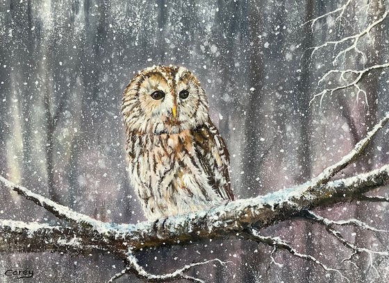 Winter scene, Tawny Owl