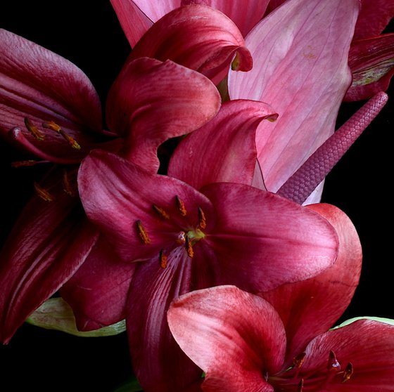 Anthurium and Lilies