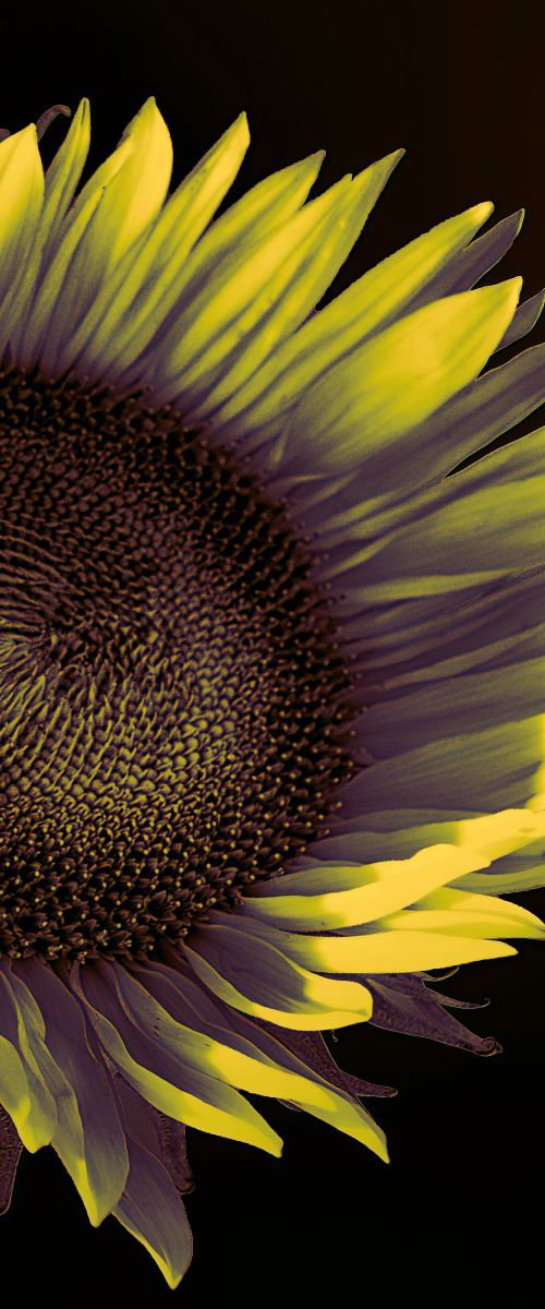 SUNFLOWER DAWN Palm Springs CA by William Dey