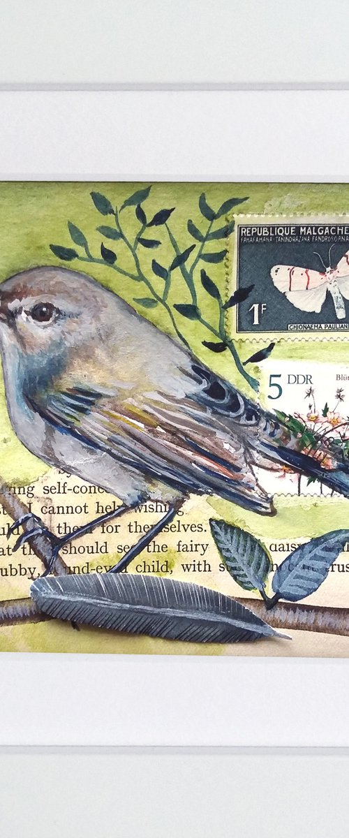 The Chiffchaff feather  (framed and ready to hang) by Carolynne Coulson