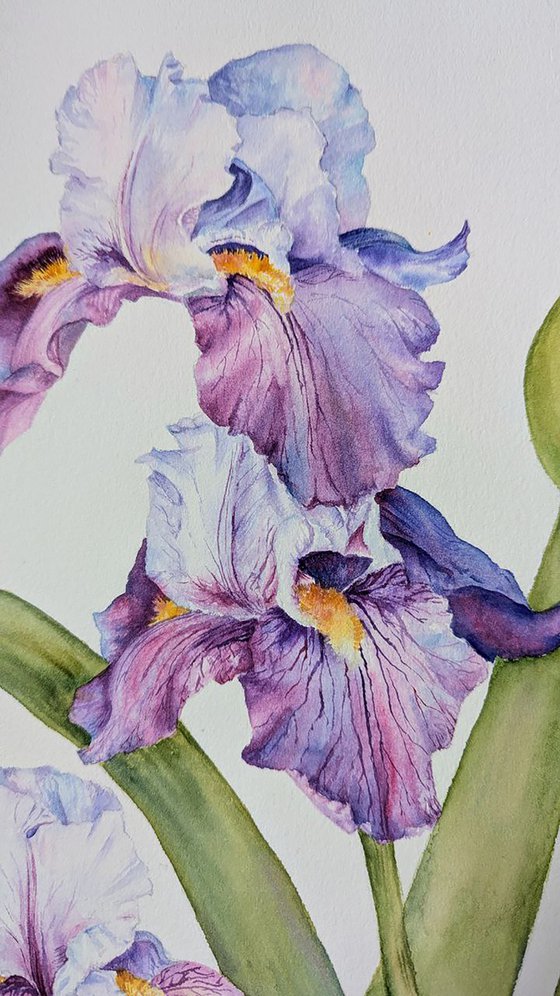 Whisper of Irises