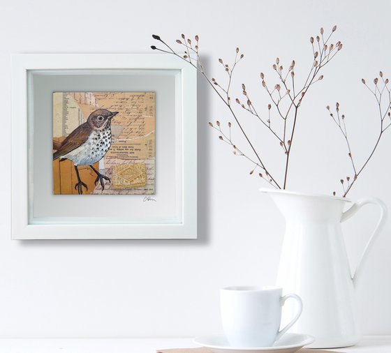 The Song Thrush and the Custard Cream