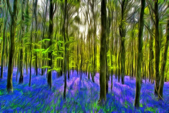 Bluebells