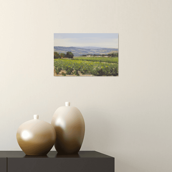 Fields with Colza near Forcalquier