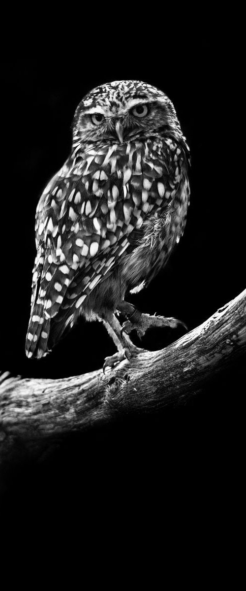 Burrowing Owl by Paul Nash