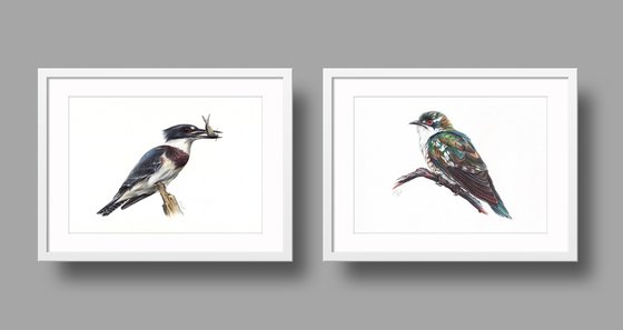 Birds Collection VI