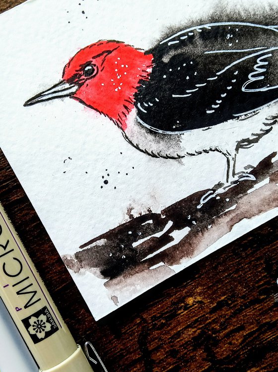 Red-headed woodpecker #4