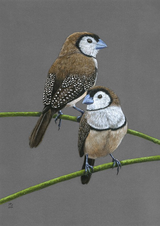 Original pastel drawing bird "Double-barred finches"