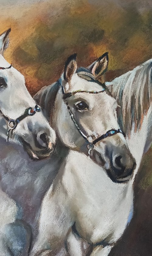 Three gray horses by Magdalena Palega