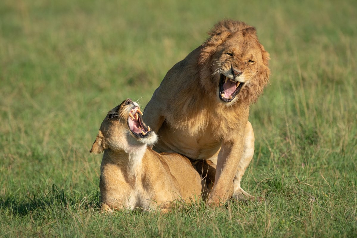 Lions Rampant by Nick Dale