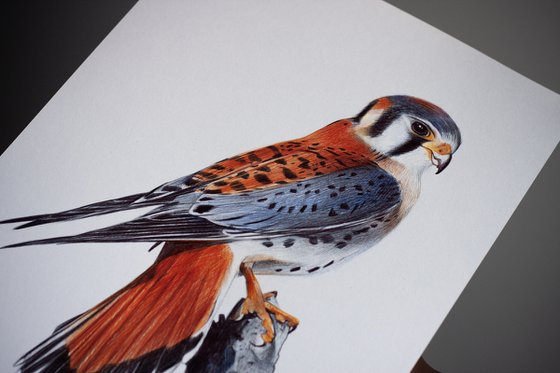 American Kestrel