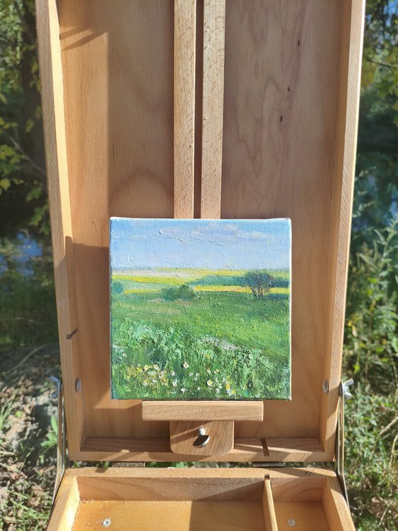 Field of wildflowers