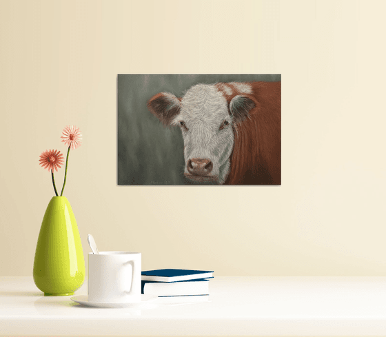 Hereford cow