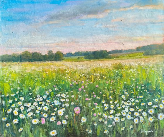 Field of daisies