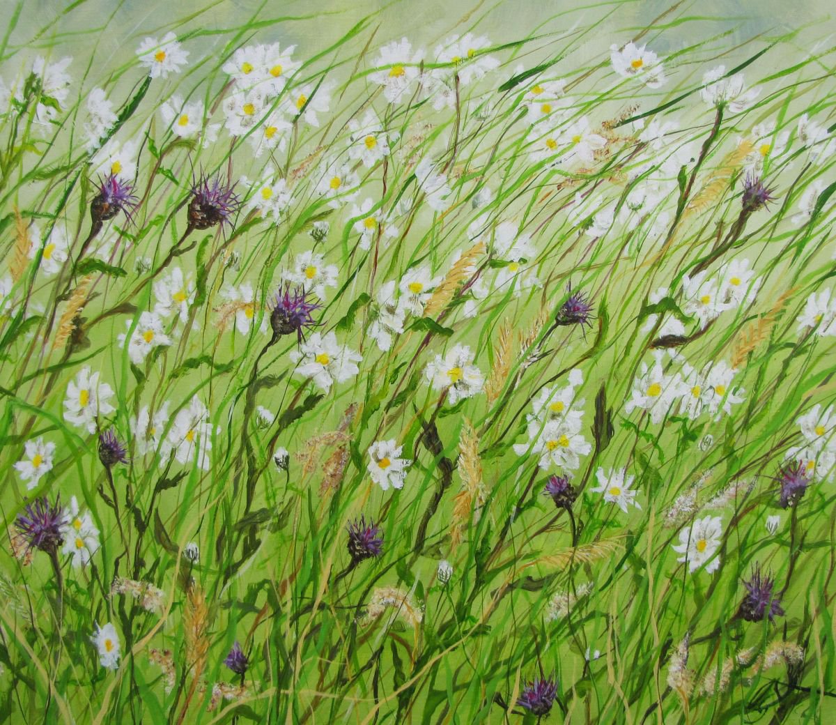 Daisies and Knapweed by Christine Gaut