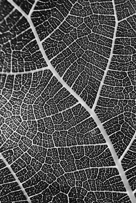 Leaf Veins II [Framed; also available unframed]