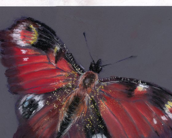 Butterfly (pastel)