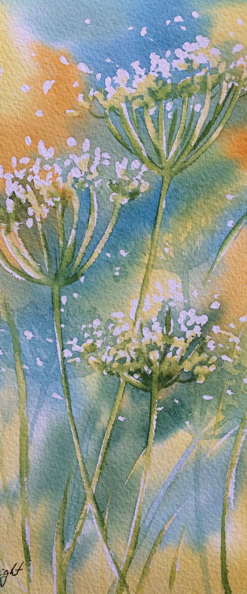 Cow parsley 2 by Silvie Wright