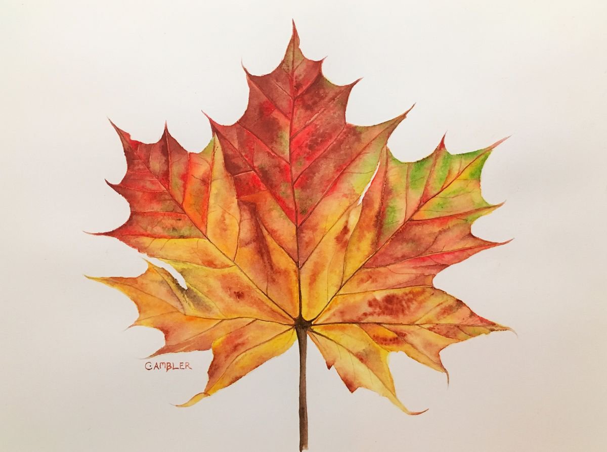 Autumn Leaf Watercolour By Charlotte Ambler Artfinder 