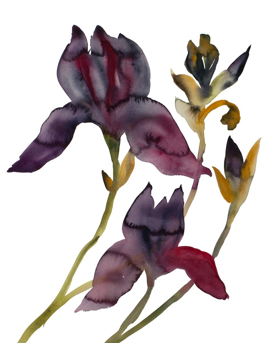 Expressive Botanical Watercolour By Elizabeth Becker, 16 X 20, Iris No. 203, Original Artwork