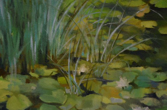 Lily pond. Sunny day