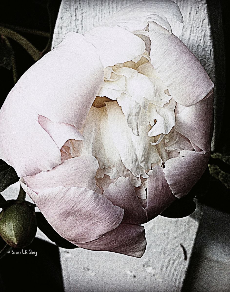 Blush Peony Bloom by Barbara Storey