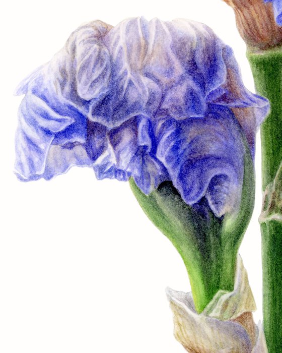 Blue Iris Side View