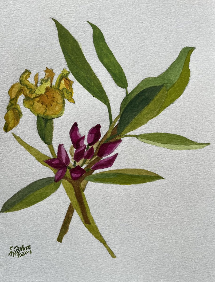 Expressive Botanical Watercolour By Christine Callum Mcinally, 9 X 12, Rhododendron And Yellow Iris, Original Artwork