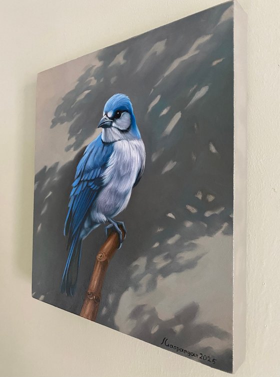 Blue Jay’s Vigil