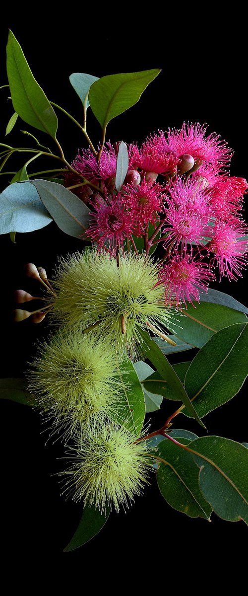 Pink Corymbia and Yellow Macrandra by Nadia Culph