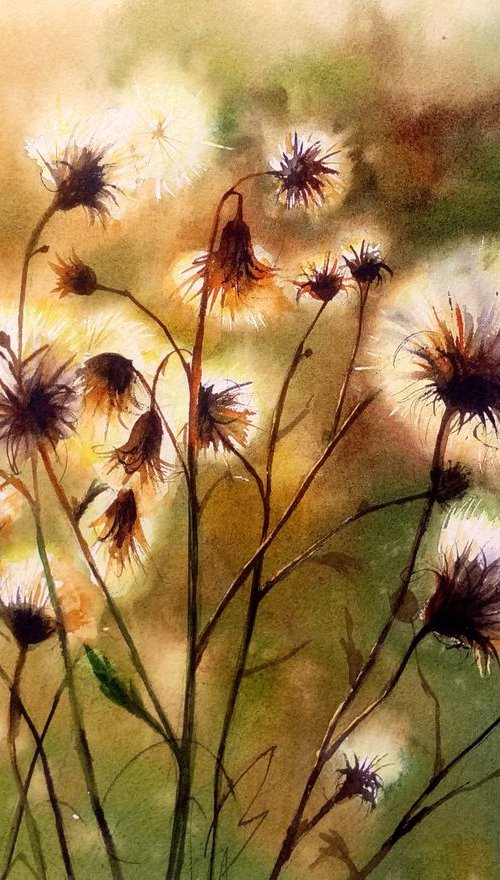 Fluff Thistles - Watercolor - by Olga Beliaeva Watercolour